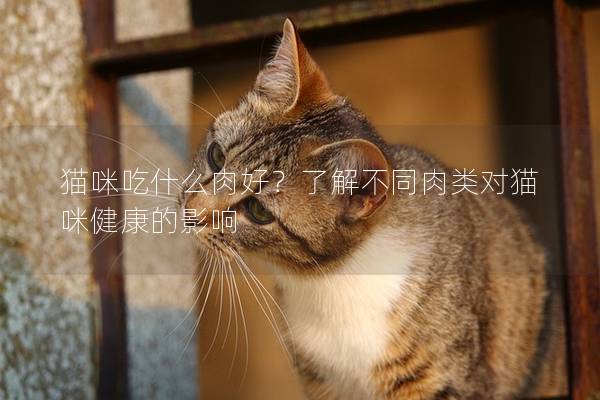 猫咪吃什么肉好？了解不同肉类对猫咪健康的影响