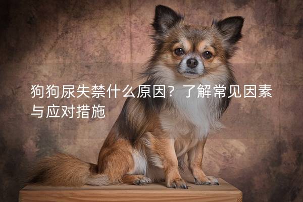 狗狗尿失禁什么原因？了解常见因素与应对措施