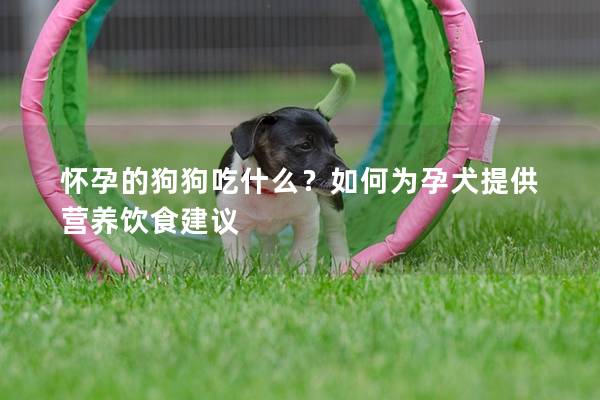 怀孕的狗狗吃什么？如何为孕犬提供营养饮食建议
