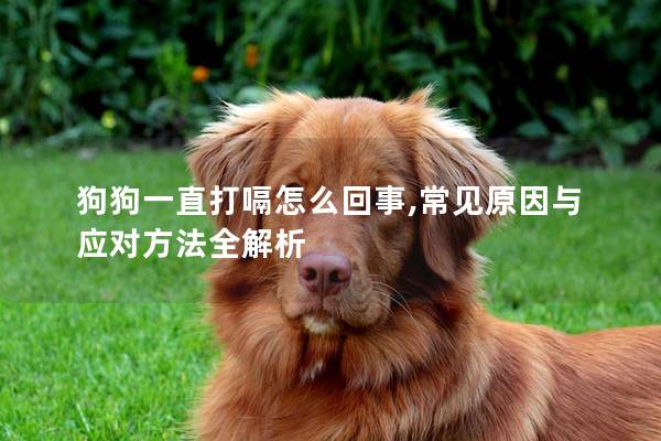 狗狗一直打嗝怎么回事,常见原因与应对方法全解析