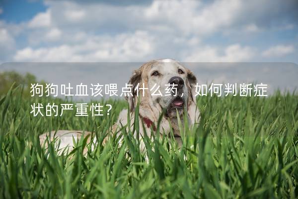 狗狗吐血该喂点什么药，如何判断症状的严重性？