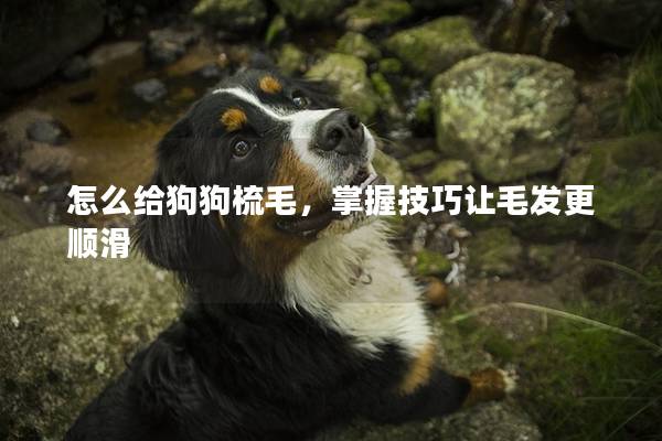 怎么给狗狗梳毛，掌握技巧让毛发更顺滑