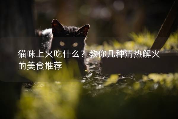 猫咪上火吃什么？教你几种清热解火的美食推荐