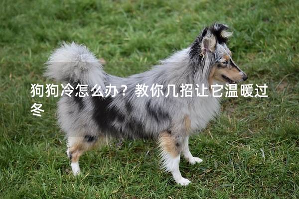 狗狗冷怎么办？教你几招让它温暖过冬