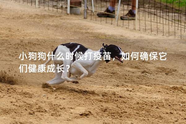 小狗狗什么时候打疫苗，如何确保它们健康成长？
