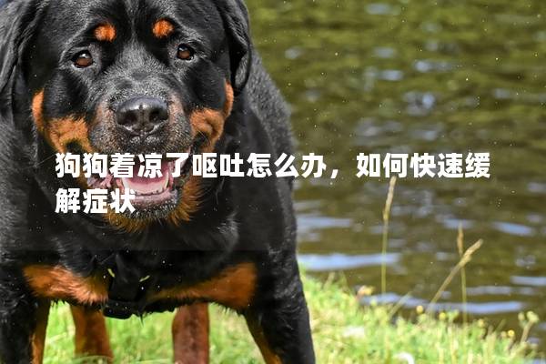 狗狗着凉了呕吐怎么办，如何快速缓解症状