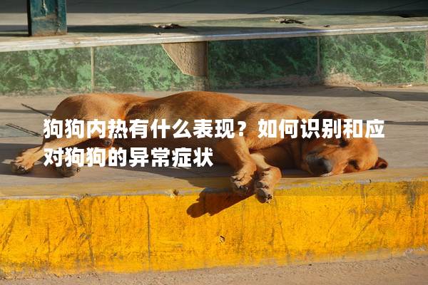 狗狗内热有什么表现？如何识别和应对狗狗的异常症状