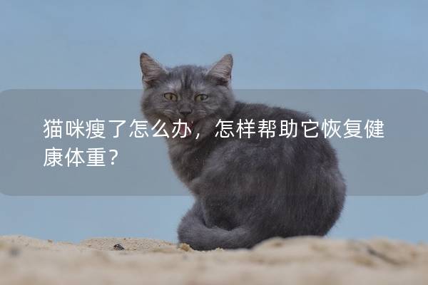 猫咪瘦了怎么办，怎样帮助它恢复健康体重？