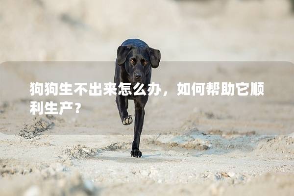 狗狗生不出来怎么办，如何帮助它顺利生产？
