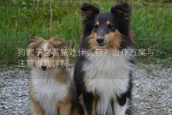 狗狗子宫蓄脓吃什么药？治疗方案与注意事项详解