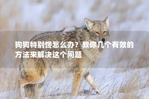 狗狗特别馋怎么办？教你几个有效的方法来解决这个问题