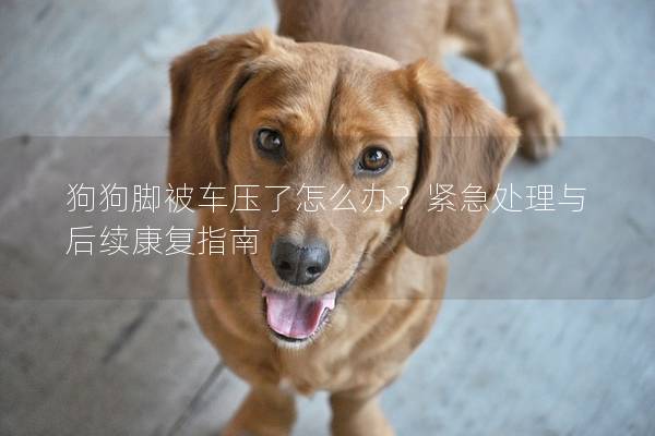 狗狗脚被车压了怎么办？紧急处理与后续康复指南