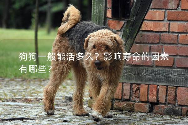 狗狗一般能活多久？影响寿命的因素有哪些？