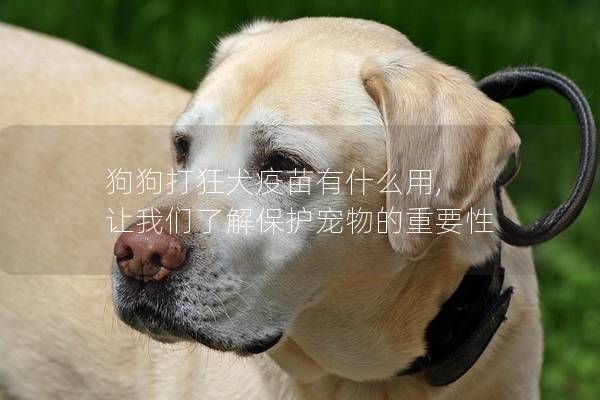 狗狗打狂犬疫苗有什么用, 让我们了解保护宠物的重要性
