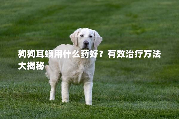 狗狗耳螨用什么药好？有效治疗方法大揭秘
