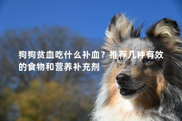 狗狗贫血吃什么补血？推荐几种有效的食物和营养补充剂