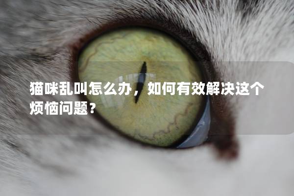 猫咪乱叫怎么办，如何有效解决这个烦恼问题？