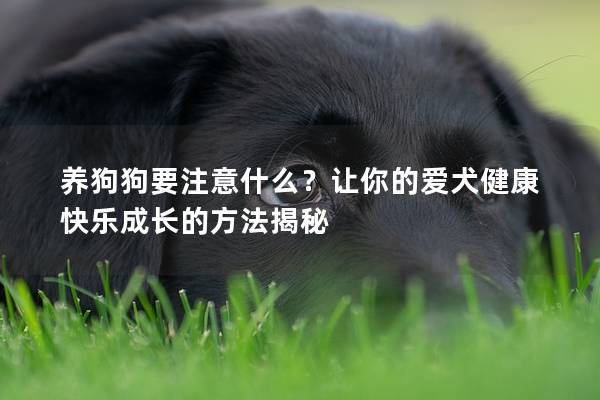 养狗狗要注意什么？让你的爱犬健康快乐成长的方法揭秘