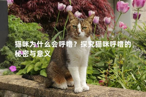 猫咪为什么会呼噜？探究猫咪呼噜的秘密与意义