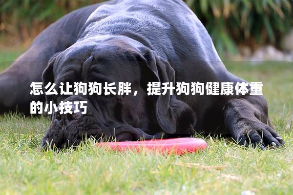 怎么让狗狗长胖，提升狗狗健康体重的小技巧