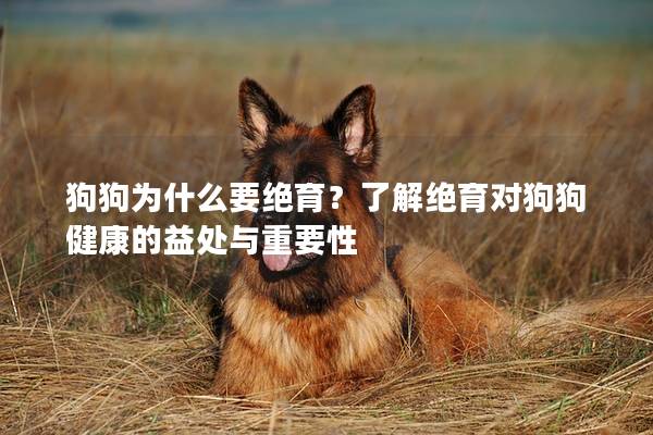 狗狗为什么要绝育？了解绝育对狗狗健康的益处与重要性