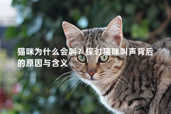 猫咪为什么会叫？探讨猫咪叫声背后的原因与含义