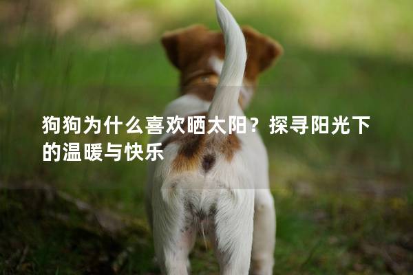 狗狗为什么喜欢晒太阳？探寻阳光下的温暖与快乐