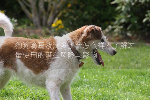狗狗滴耳液滴多了会怎么样？了解过量使用的潜在风险与影响
