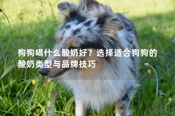 狗狗喝什么酸奶好？选择适合狗狗的酸奶类型与品牌技巧