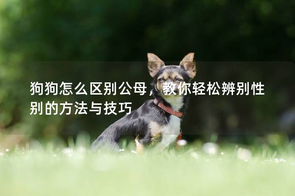 狗狗怎么区别公母，教你轻松辨别性别的方法与技巧
