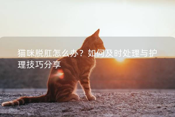 猫咪脱肛怎么办？如何及时处理与护理技巧分享
