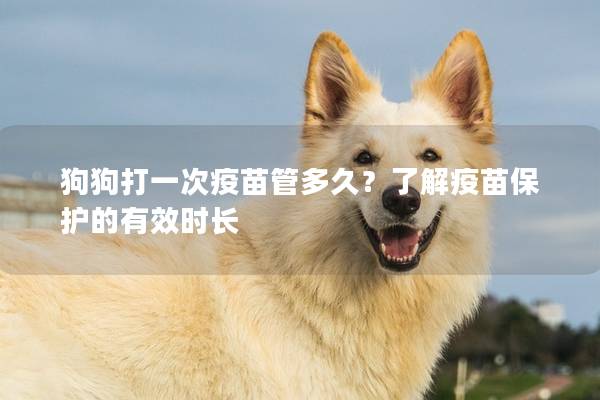 狗狗打一次疫苗管多久？了解疫苗保护的有效时长