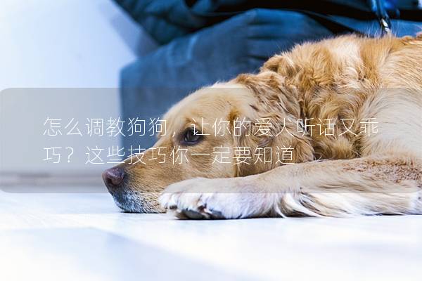 怎么调教狗狗，让你的爱犬听话又乖巧？这些技巧你一定要知道
