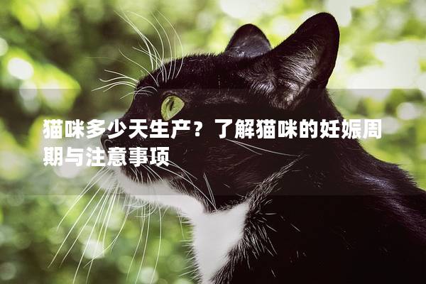 猫咪多少天生产？了解猫咪的妊娠周期与注意事项