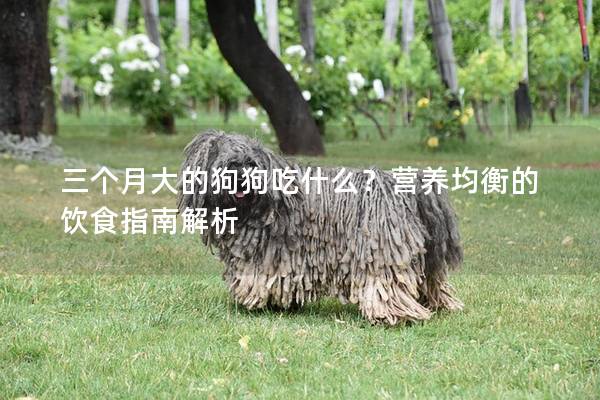 三个月大的狗狗吃什么？营养均衡的饮食指南解析