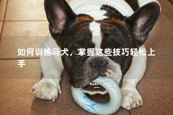 如何训练马犬，掌握这些技巧轻松上手