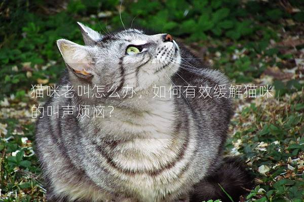 猫咪老叫怎么办，如何有效缓解猫咪的叫声烦恼？