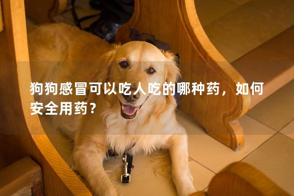 狗狗感冒可以吃人吃的哪种药，如何安全用药？
