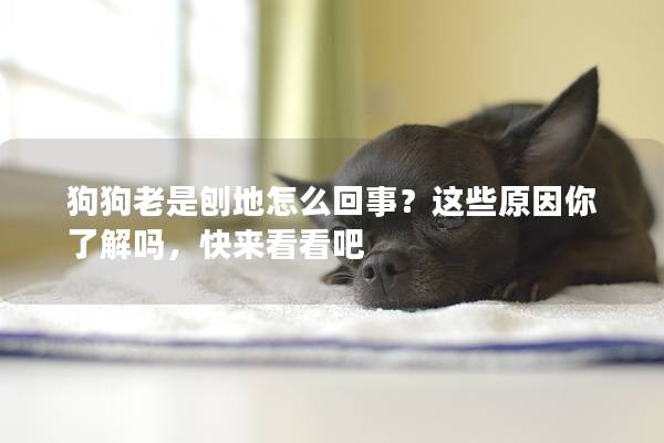 狗狗老是刨地怎么回事？这些原因你了解吗，快来看看吧