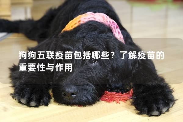 狗狗五联疫苗包括哪些？了解疫苗的重要性与作用