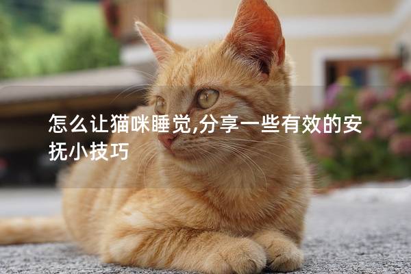 怎么让猫咪睡觉,分享一些有效的安抚小技巧