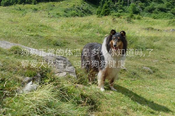 狗狗正常的体温是多少你知道吗,了解爱犬体温，呵护狗狗健康