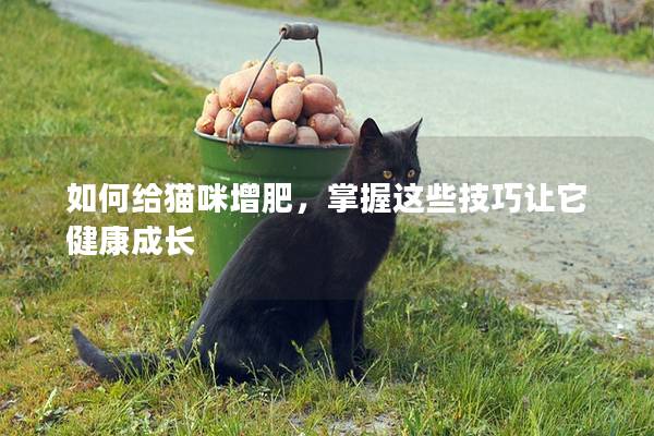 如何给猫咪增肥，掌握这些技巧让它健康成长