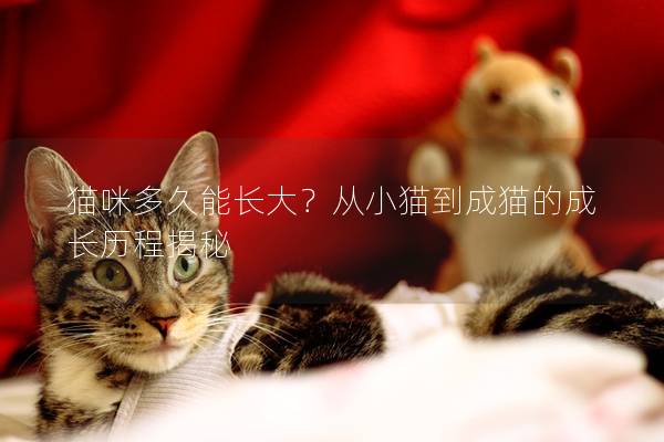 猫咪多久能长大？从小猫到成猫的成长历程揭秘