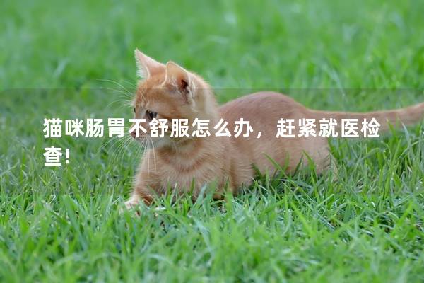 猫咪肠胃不舒服怎么办，赶紧就医检查!