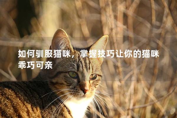 如何驯服猫咪，掌握技巧让你的猫咪乖巧可亲
