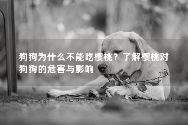 狗狗为什么不能吃樱桃？了解樱桃对狗狗的危害与影响