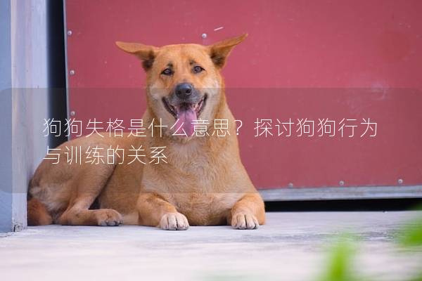 狗狗失格是什么意思？探讨狗狗行为与训练的关系