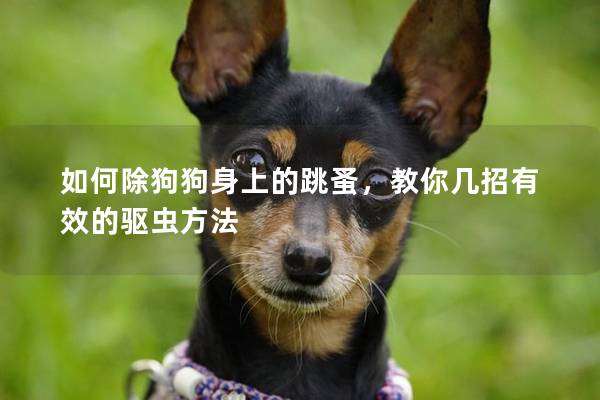 如何除狗狗身上的跳蚤，教你几招有效的驱虫方法