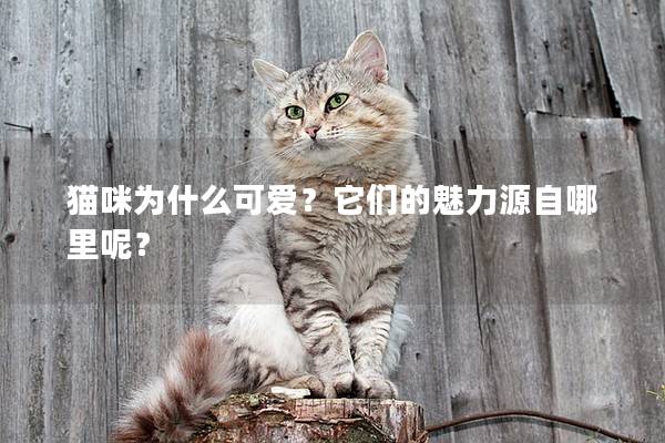 猫咪为什么可爱？它们的魅力源自哪里呢？
